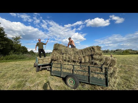 Видео: Забрал последнее сено в этом сезоне! Перевозка тюков!