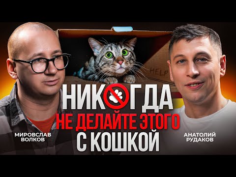 Видео: Простые истины о вашей кошке с зоопсихологом Мирославом Волковым / Лапы на стол