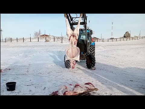 Видео: Гектор нас покинул/Сколько вышел мясом и где можно купить