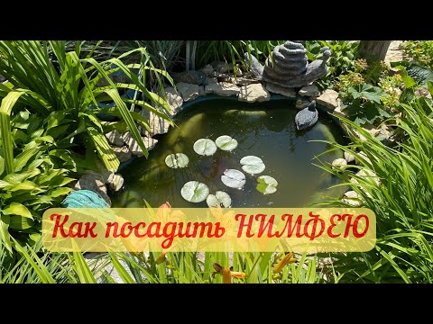 Видео: Посадка нимфеи или водной лилии