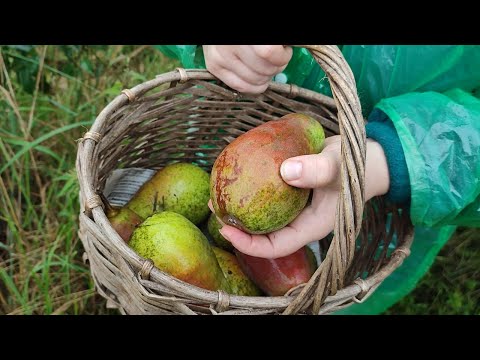 Видео: ОГРОМНЫЙ урожай огромных груш. А еще море желтой и синей сливы!