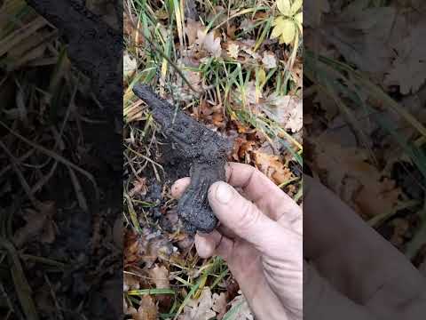 Видео: Скифы, цари, советы. Есть, но мало. 