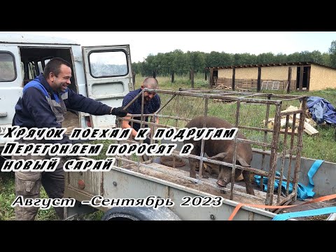 Видео: Хрячок уехал к подругам. Перегоняем поросят в новый сарай. Август Сентябрь 2023