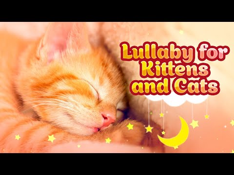Видео: 528 Гц Лечебная колыбельная для котят ♬ 10 часов музыки, чтобы расслабить кошку
