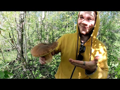 Видео: И РЫБАЛКА И ГРИБЫ в Карелии на Онего!