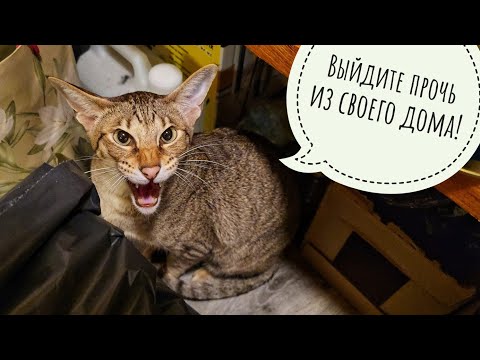 Видео: Треугольный кот приехал, сестру брата Егора Машу привёз! Пёс Кубик в шоке от обиды и разочарования 