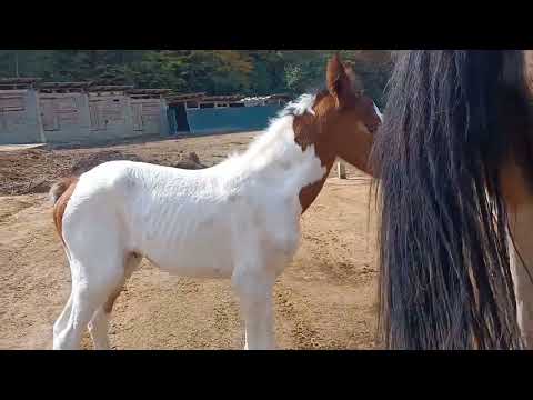 Видео: Заболела я, а Белка родила.