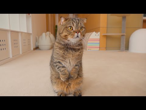 Видео: Кот ЛуЛу в последнии дни. (RUS SUB)