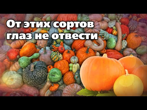 Видео: Коллекция сортов тыквы.  Отлично растут на Урале
