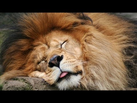 Видео: Барнаульский зоопарк! Ух ты:)))