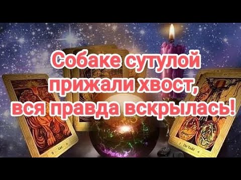 Видео: 💯💥💣ОЛЯ-ЛЯ ‼️СОБАКЕ СУТУЛОЙ ПРИЖАЛИ ХВОСТ, ВСЯ ПРАВДА ВСКРЫЛАСЬ ‼️#таро#маскавражины#ложь #измена