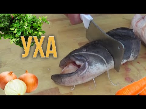 Видео: Уха или рыбный суп из сома и семги. Рецепт приготовления вкусной ухи на даче.