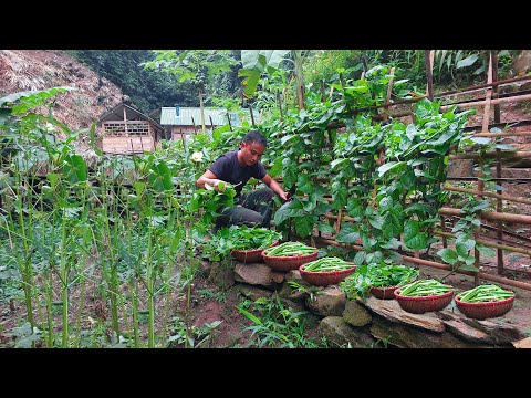 Видео: Жизнь в одиночестве в лесу: расчистка земли для садоводства — обильный урожай чили и бамии.