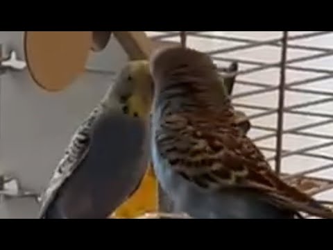 Видео: @Говорящий Попугай Кеша и Маша #попугай #волнистый #подпишись #birds