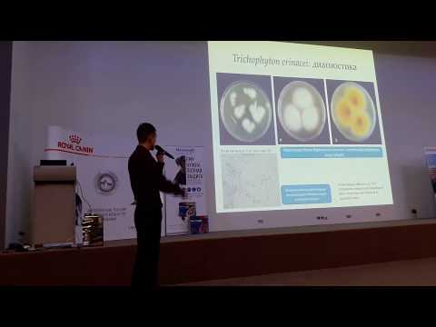 Видео: Дерматофитозы животных - 2018 (ч.1). Обзор возбудителей, распространенность (Р.С. Овчинников)