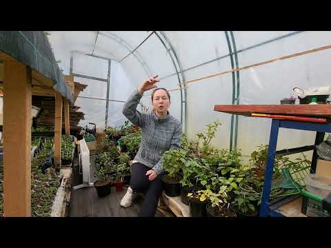 Видео: Когда и как приучить фуксии к улице
