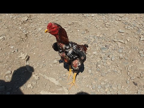 Видео: НАМАНГАН РМК ДАКАН БОЗОРИ