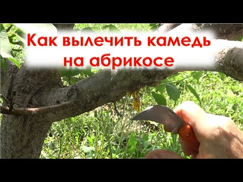Видео: Как вылечить камедь на абрикосе