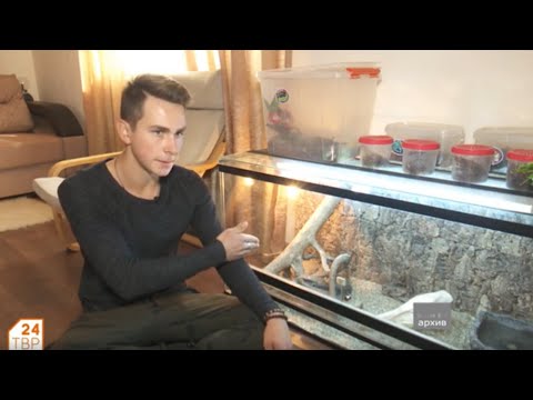 Видео: Капский варан –  самый популярный в неволе варан "Элита"