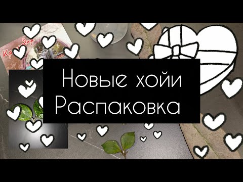 Видео: Новые хойи// распаковка 