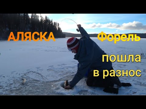 Видео: Форель пошла в разнос.Вот это рыбалка!  Fishing trout.