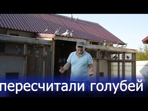 Видео: Счастливые выходные. Все голуби в небе. Бойные в точках.