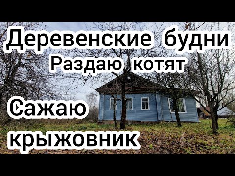 Видео: Деревенские будни🏠 Сажаю крыжовник. Раздаю котят🐈‍⬛🐈‍⬛🐈‍⬛