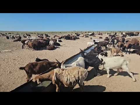 Видео: Мал суару, күн ысыды