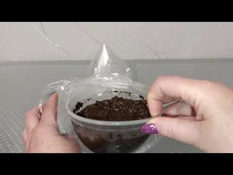 Видео: Посев спор папоротников