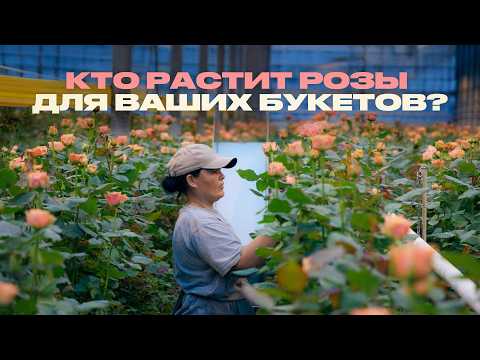Видео: Розы от ростка до вашего букета. Как выращивают цветы?