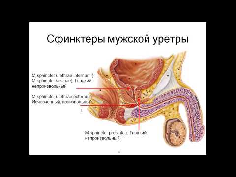 Видео: Мужская половая система