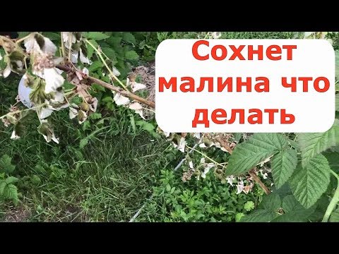 Видео: 402. Сохнет малина , что делать