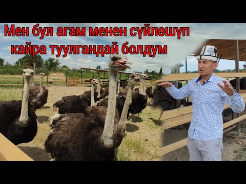 Видео: ТӨӨ КУШ БИЗНЕС УШУНУ БИЗНЕС ДЕСЕ БОЛОТ 👍👍👍100 баш төө куш