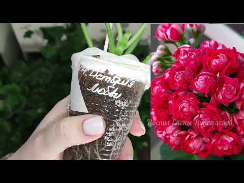 Видео: НОВЫЕ СОРТА ПЕЛАРГОНИЙ, Распаковка посылки, пришли ДОРОГИЕ и РЕДКИЕ сорта