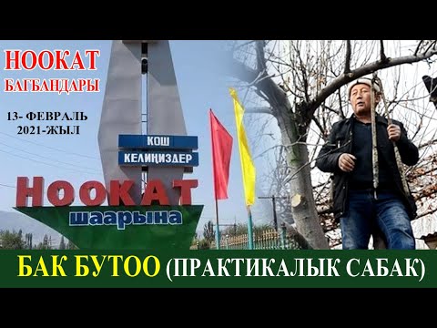 Видео: АЛМА БУТОО (ПРАКТИКАЛЫК САБАК) - НООКАТ БАГБАНДАРЫ 13- ФЕВРАЛЬ 2021-ЖЫЛ