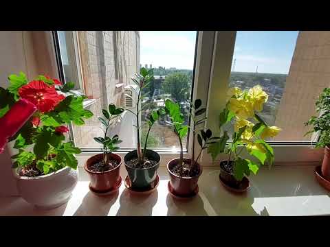 Видео: Замиокулькас, пересадка. Секреты посадки