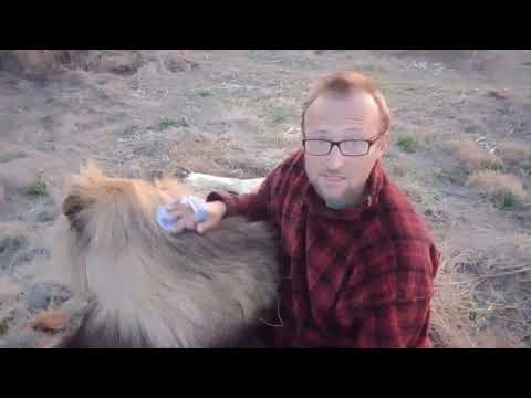 Видео: История одного льва - Бестфренд