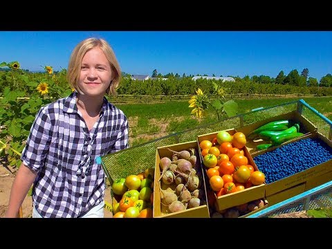 Видео: Сами собираем урожай НАША ЛЮБИМАЯ АМЕРИКАНСКАЯ ФЕРМА! На наш дом падает дерево