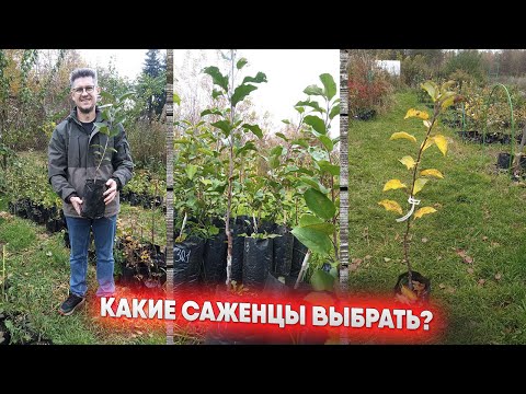 Видео: Какие саженцы выбрать?