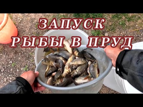 Видео: Выращивание карпа у себя в пруду!  Запускаю карпа в пруд! Пруд на даче!