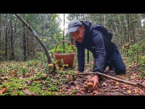 Видео: Осенний лес продолжает радовать грибников | Тихая охота на желтом ковре из листьев | ГРИБЫ 2024