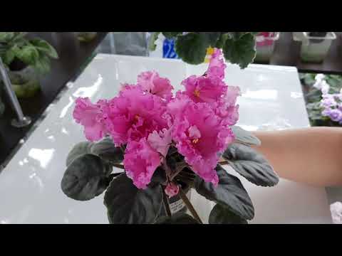 Видео: 10 шапочных фиалок из моей коллекции.
