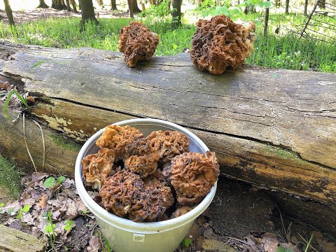 Видео: Когда и где собирать строчки!