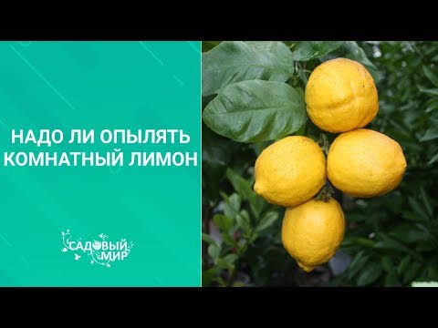 Видео: Надо ли опылять комнатный лимон