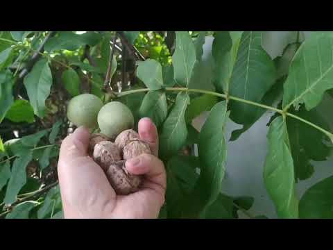 Видео: когда собирать грецкие орехи. сад огород.#грецкийорех