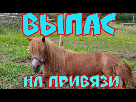 Видео: ВЫПАС НА ПРИВЯЗИ: советы, нюансы и лайф-хаки