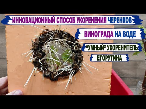 Видео: 🍇 Укоренение винограда на воде. Сравниваю УМНЫЙ УКОРЕНИТЕЛЬ ЕГОРУТИНА и ОБЫЧНУЮ ПОЛУЛИТРОВУЮ банку.