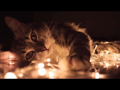 Видео: Релакс для сна Мурлыканье кошки у камина Relax for sleep A purring cat next to the fireplace #2