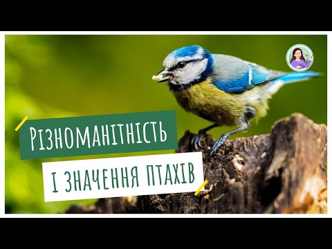 Видео: Різноманітність і значення птахів