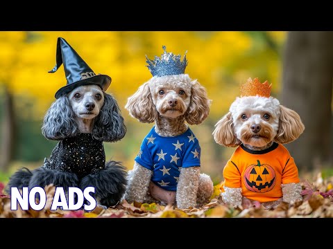 Видео: 12 Часов ТВ для Собак Смотреть 🐶Музыка Против Тревоги для Собак💖Нежная Музыка для Сна